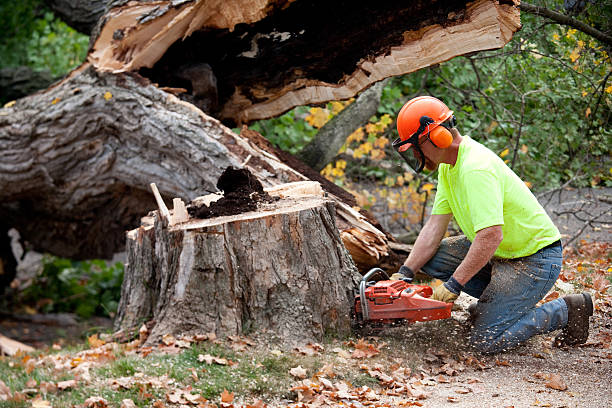 Reliable Mohnton, PA Tree Care Services Solutions