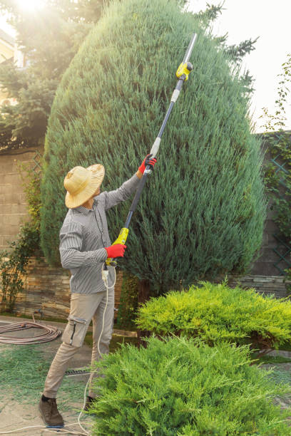 Best Hedge Trimming  in Mohnton, PA